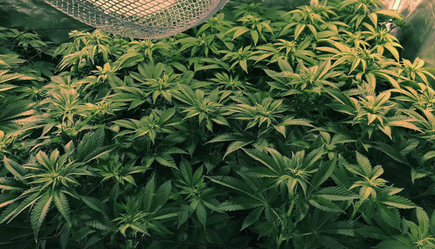 Рост кустов на 2 неделе цветения 1 м Вторая неделя цветения