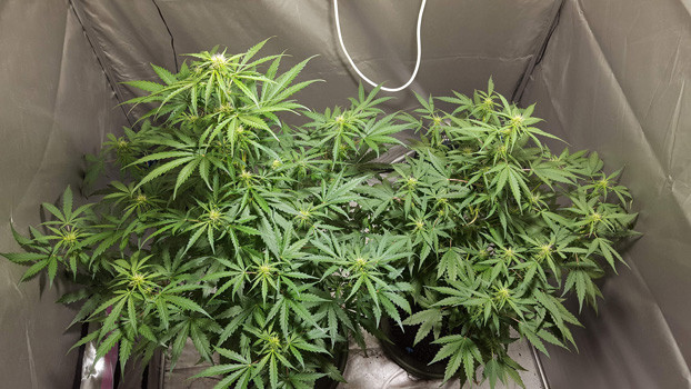 Формирование шишек на 5 неделе выращивания 35 день выращивания Auto White Widow