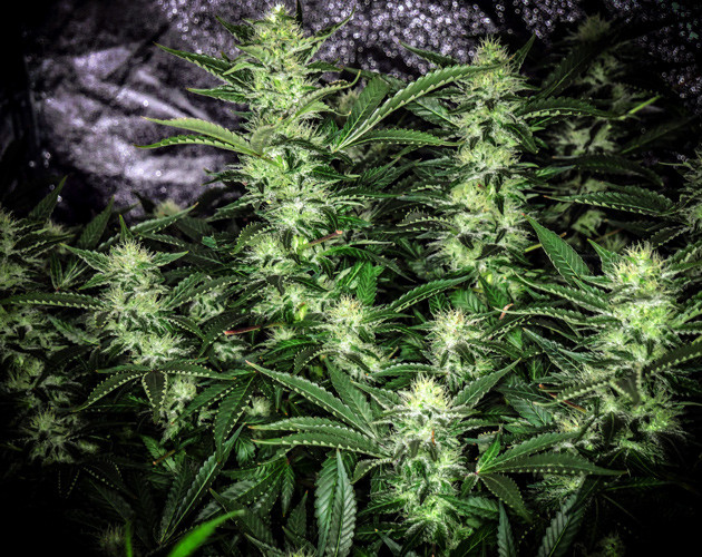 Промывка конопли перед харвестом Куст конопли Tutankhamon готовый к харвесту