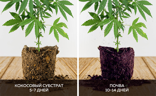 Промывка каннабиса в зависимости от условий выращивания Грунт для конопли