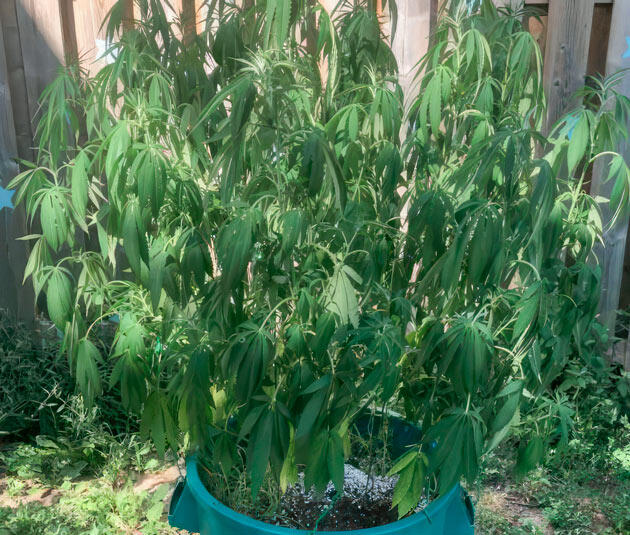 Jack Herer от Seedkeepers