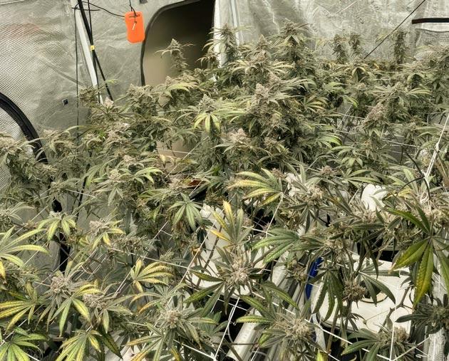 Конец 9 недели цветения Молочно-белые трихомы марихуаны