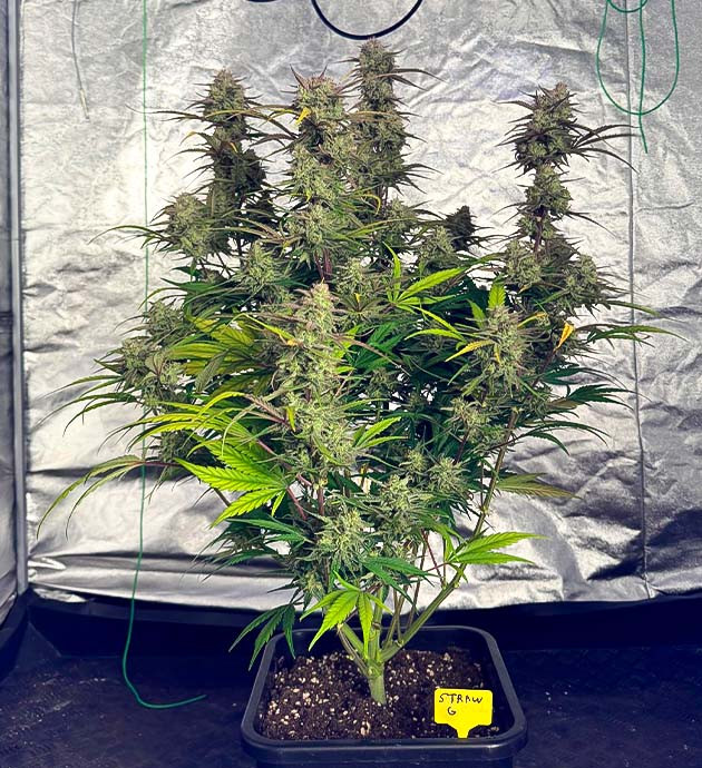 Последняя неделя цветения Куст Strawberry Gorilla Auto от FastBuds на последней неделе цветения