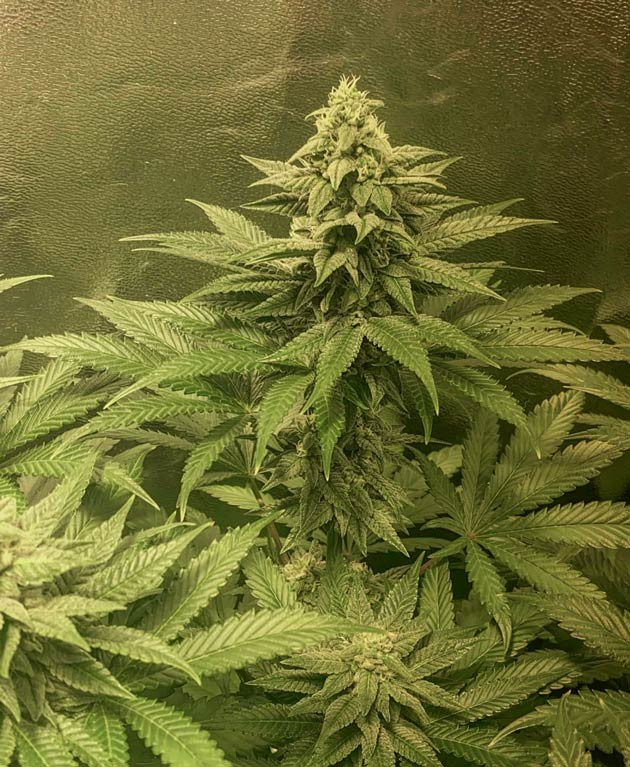 Конопля на 10 неделе роста Шестая неделя цветения марихуаны