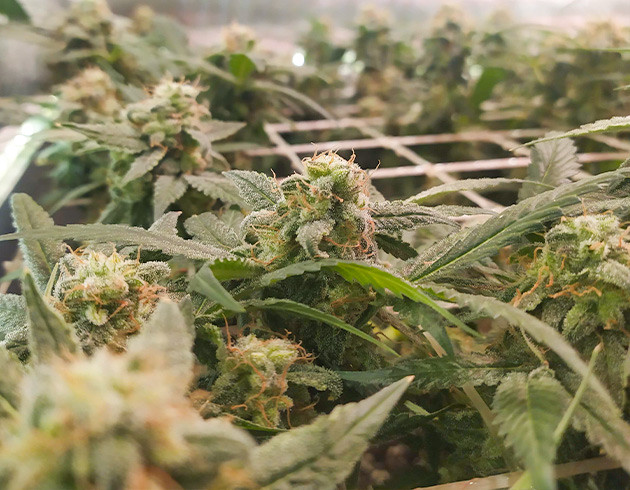 Активный набор массы шишек на 17 неделе выращивания Оранжевые волоски на соцветиях