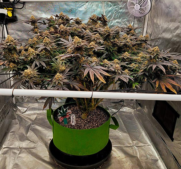 Восьмая неделя цветения Фиолетовый куст с оранжевыми кончиками листьев