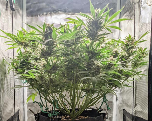 Проверка трихом перед сбором урожая Ожидание сбора урожая Bruce Banner Auto