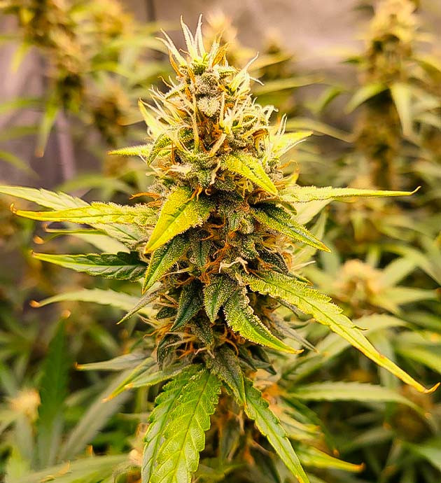 Финальная дефолиация Куст Forbidden Runtz Auto на 9 неделе выращивания
