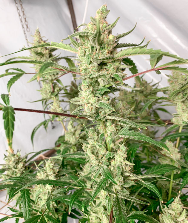 Соцветия пропитанные смолой Кусты Gorilla Auto на 13 неделе выращивания
