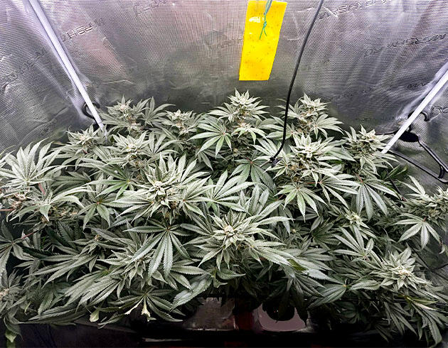 Остановка роста, фиолетовый окрас и зрелые трихомы Кусты RS11 x Banana OG на 14 неделе развития