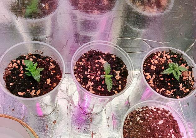 Проращивание семян Проращивание сорта Permanent Marker от 7CH American