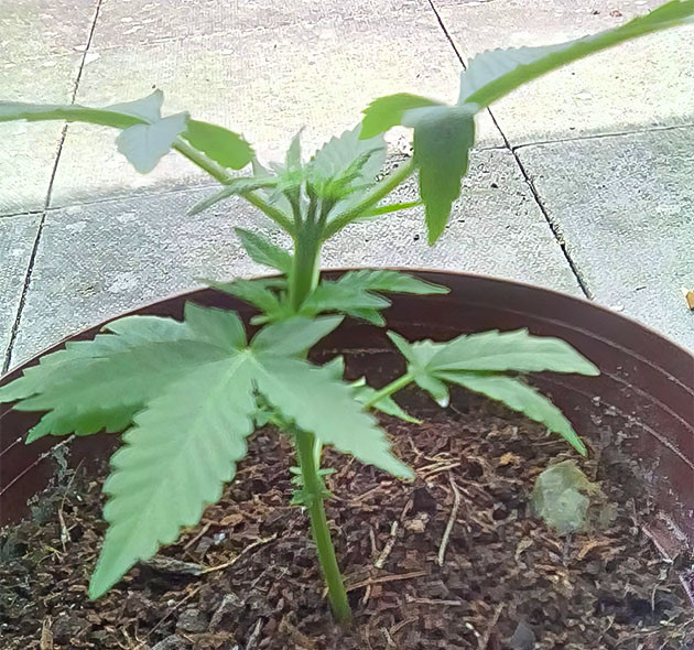 Пересадка черенков Eleven Roses Eleven Roses: укоренение и пересадка