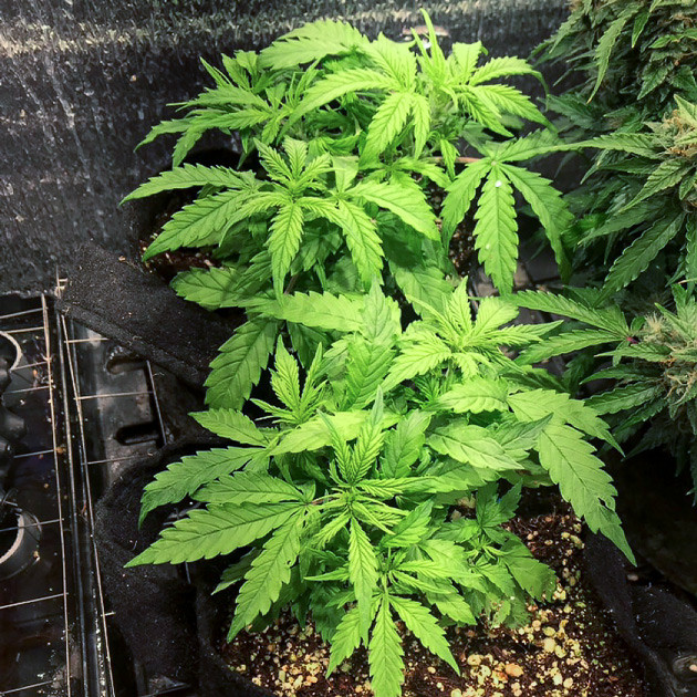 Развитие куста на 4 ytltkt Куст Super Skunk Auto на 4 неделе