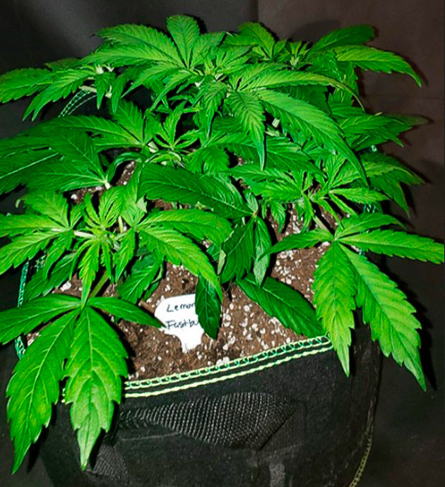 Четвертая неделя вегетации Куст конопли высотой 30 см