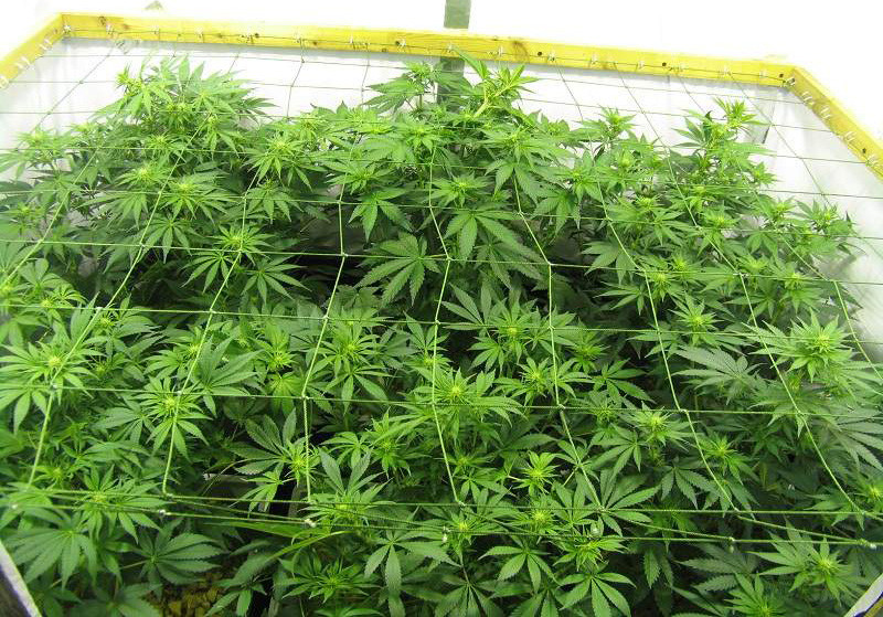 Выращивание методом ScrOG Сетка для скрога