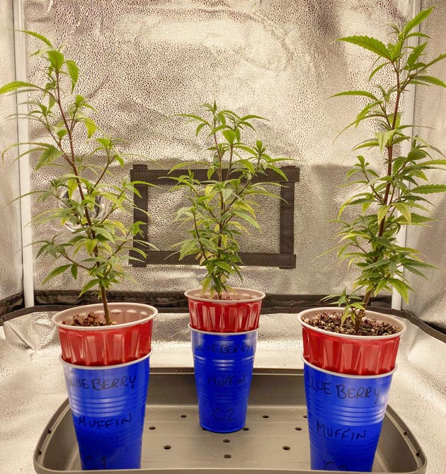 Естественный рост Blueberry Muffin Blueberry Muffin: новые клоны