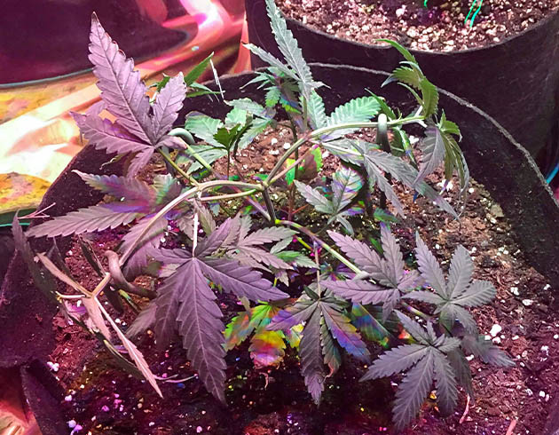 Формирование структуры куста Куст конопли в 25 литровом гроубэге