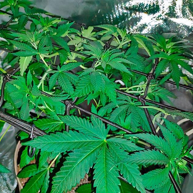 Проведение топпинга и корректировка питательного раствора Куст Keepers OG Autoflower от Seedkeepers на 5 неделе