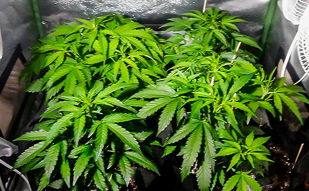 Кусты конопли высотой 30 см