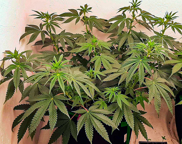 Активный рост марихуаны Куст Bruce Banner от сидбанка Семяныч ростом 50 см