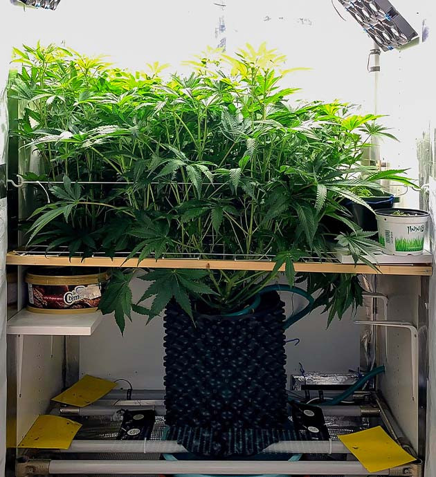 Подготовка куста Pineapple Chunk к цветению Тренировка растения Pineapple Chunk