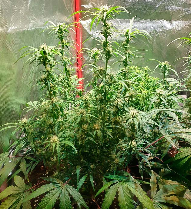 7 неделя выращивания каннабиса Zkittlez Auto на цветении