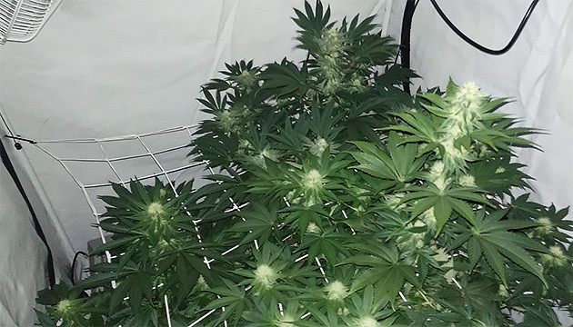 Изменение схемы питания Развитие соцветий