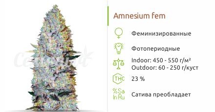 Сорт конопли Amnesium Amnesium fem (Victory Seeds)