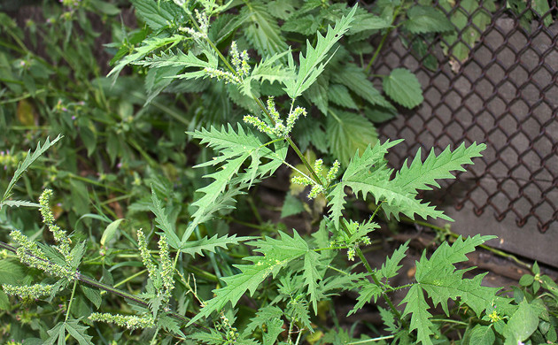 Растение крапива коноплевая Крапива коноплевая