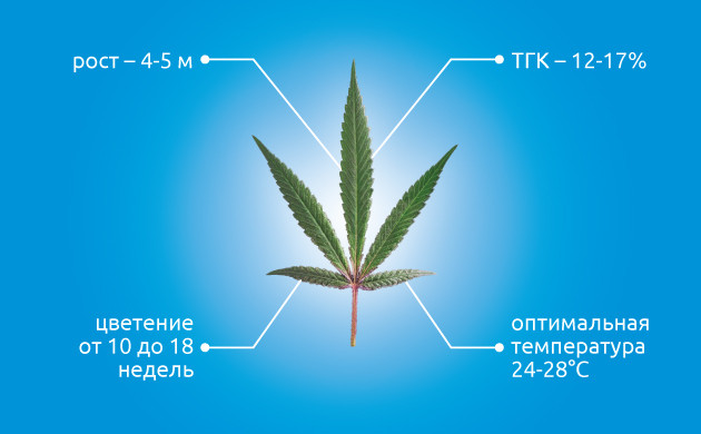Особенности выращивания сатива Сатива и ее особенности выращивания
