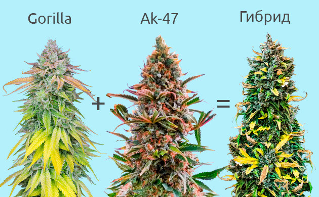 Полигибриды конопли Полигибриды конопли: разнообразие генетики для лучших результатов