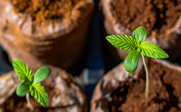 Выращивание рассады: способ опытных гроверов Подготовка кустика к открытому грунту