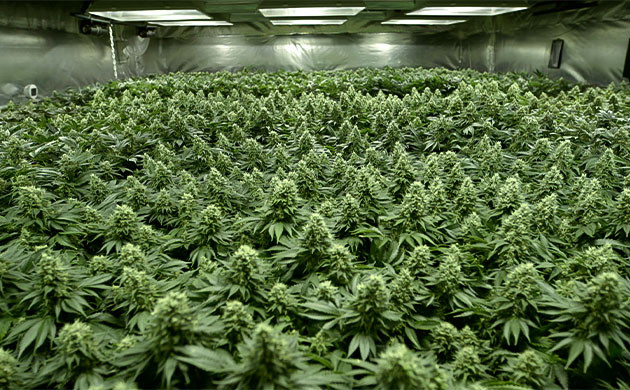 Техника Sea Of Green Кусты конопли после метода sea of green