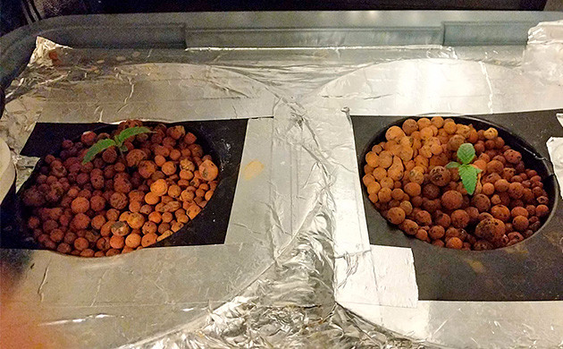 Выращивание на гидропонике 1 неделя Tutankhamon от Pyramid Seeds