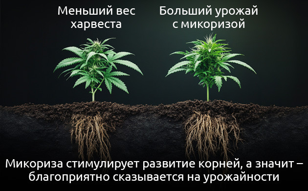 Почвенная пищевая сеть и микроза Микориза и полезные бактерии для конопли