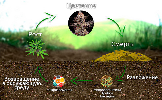Жизненный цикл растения конопли Круговорот каннабиса в природе