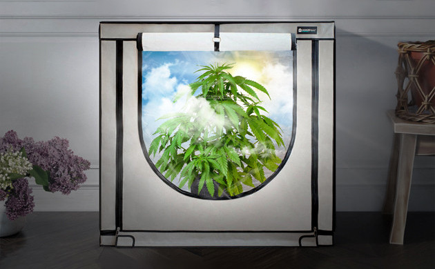 Правила пересадки каннабиса в помещение Правила пересадки марихуаны из аутдора в помещение