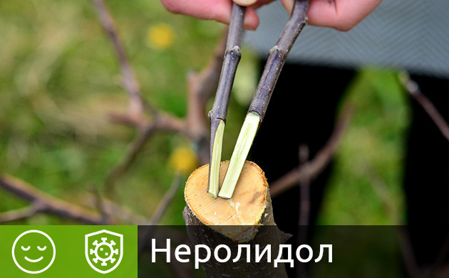 Неролидол в конопле Терпен неролидол