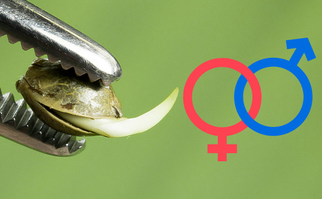 Внешний вид семян и пол растения Можно ли определить пол семени конопли?