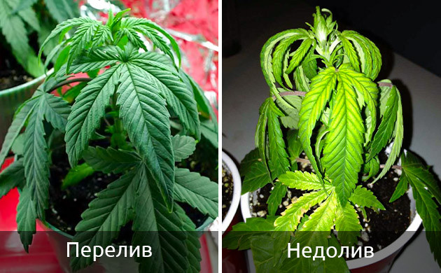 Проверка влажности почвы Качество грунта ростков каннабиса