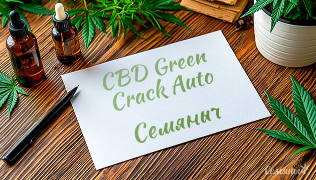 Выращивание сорта марихуаны CBD Green Crack Auto от сидбанка Семяныч Гроурепорт сорта CBD Green Crack Auto от сидбанка Семяныч
