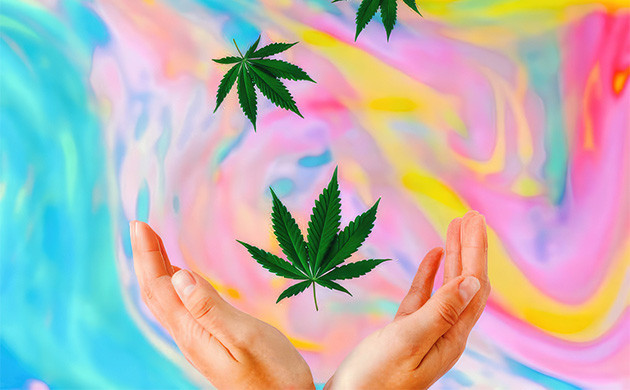 Сорта конопли для творчества Семена растений конопли с креативным эффектом