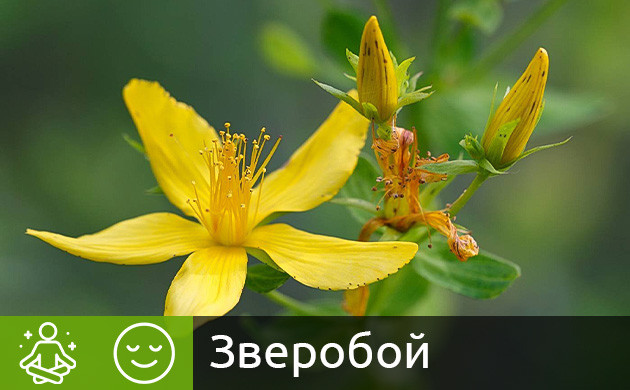 Сочетание конопли и зверобоя Цветки зверобоя