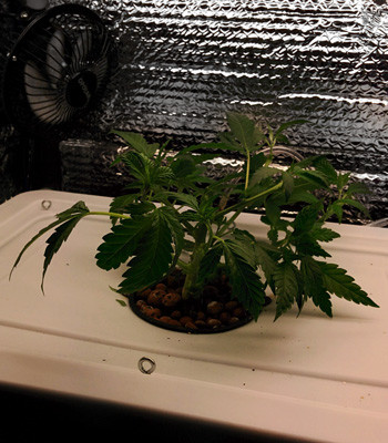 7 неделя выращивания клонов Клон в гидропоной установке