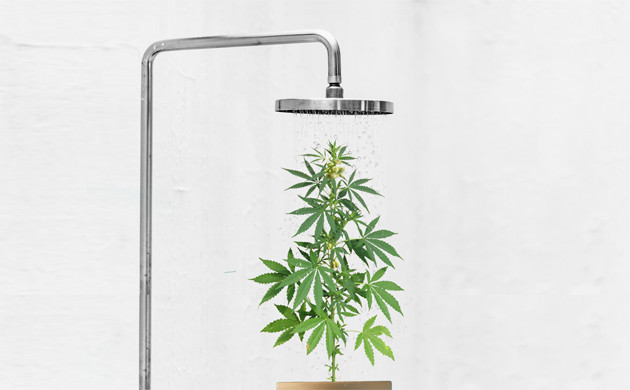 Световой режим и микроклимат для марихуаны перед харвестом Свет и климат для конопли перед харвестом