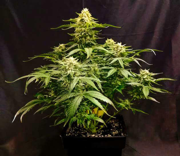 Активное формирование шишек конопли Высота куста сорта Mint Jelly Auto 52 см