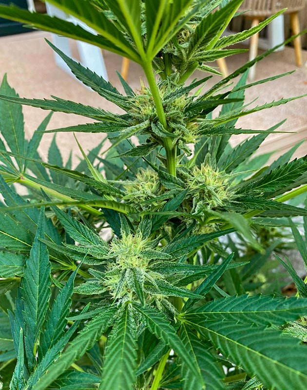 Сладко-ягодный аромат от кустов Кусты Guava Auto на 10 неделе выращивания