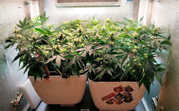 Кусты Mimosa Shot и Gorilla Zkittlez на 9 неделе