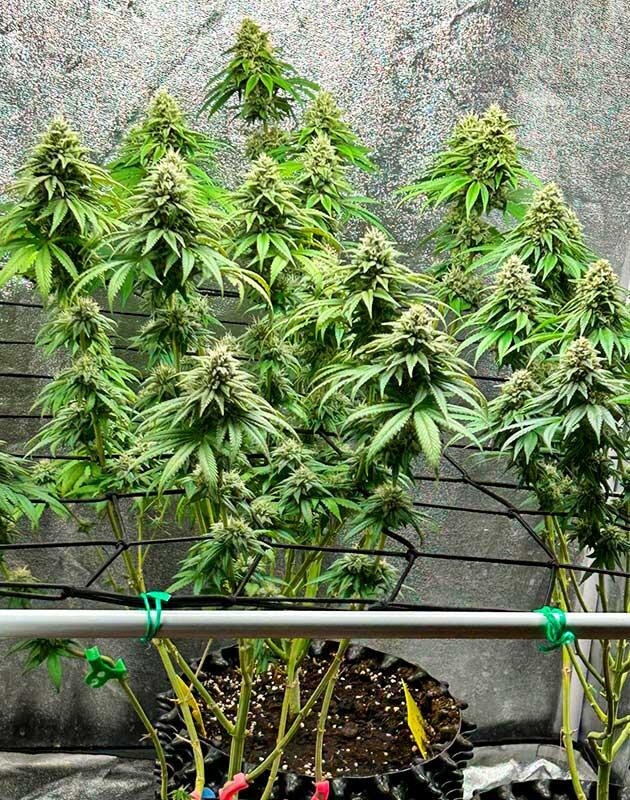 Каннабис на этапе созревания соцветий Соцветия Marshmallow OG на позднем этапе цветения