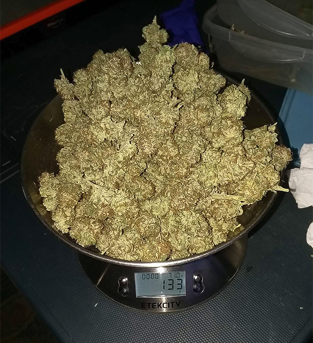 Итоги выращивания конопли Pineapple Chunk Впечатления от выращивания Pineapple Chunk